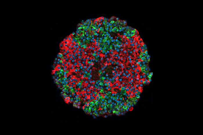 Pancreatic islet produced from stem cells