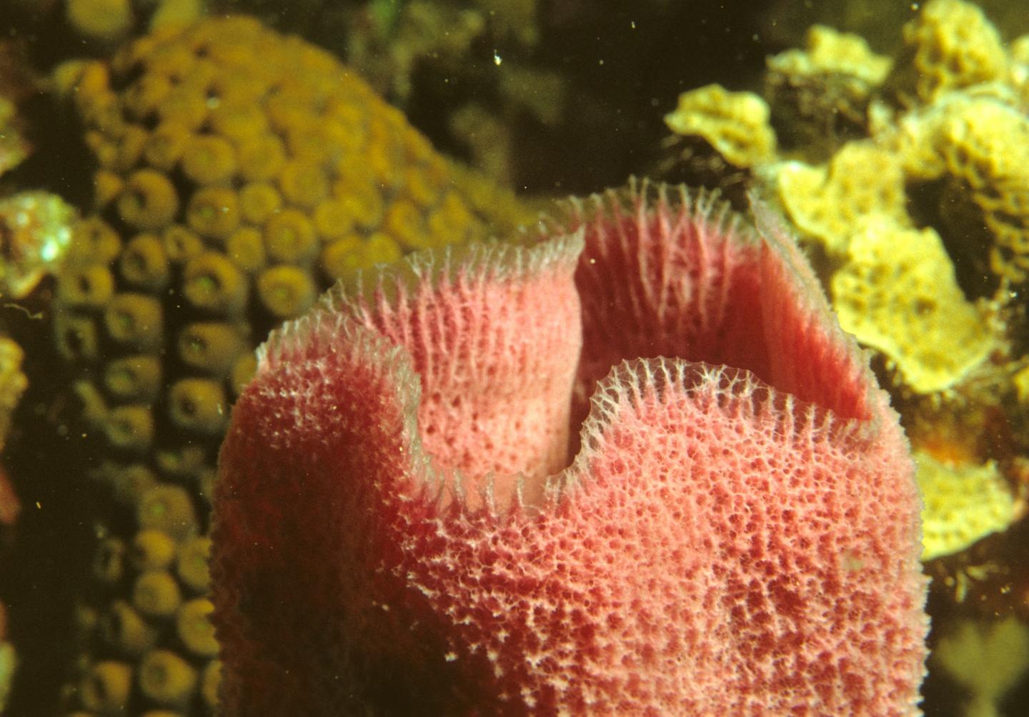 Sponges seem to be our most distant animal relatives.