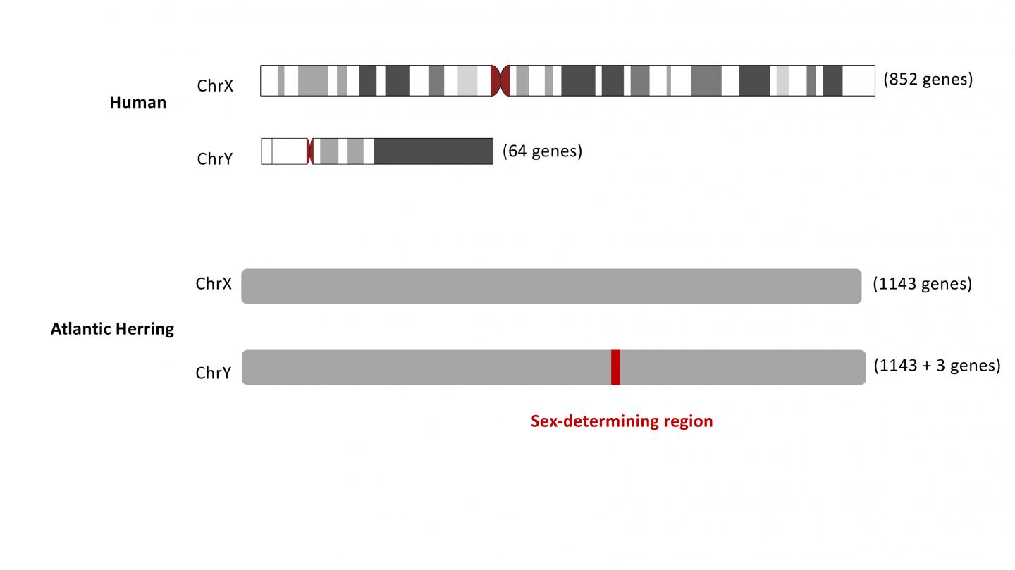 The birth of a male sex chromosome in Atlanti | EurekAlert!