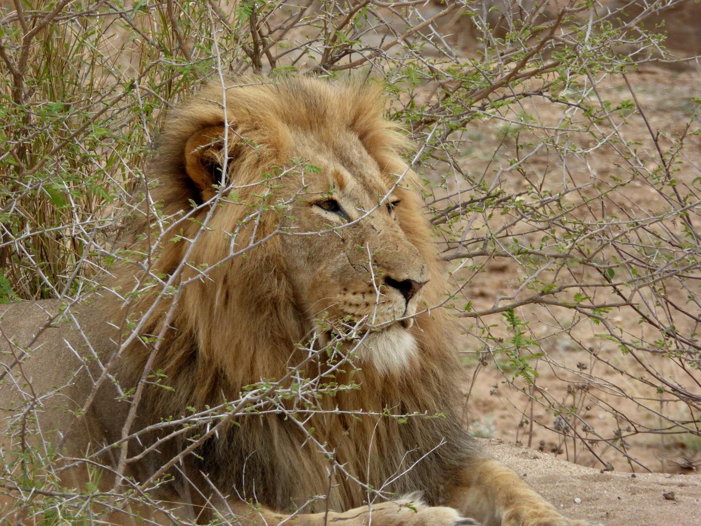Recovering Population of Zimbabwean African lions show low genetic diversity