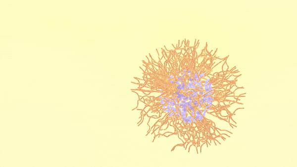 Animation of Polymer Self-Assembly at Oil-Water Interface