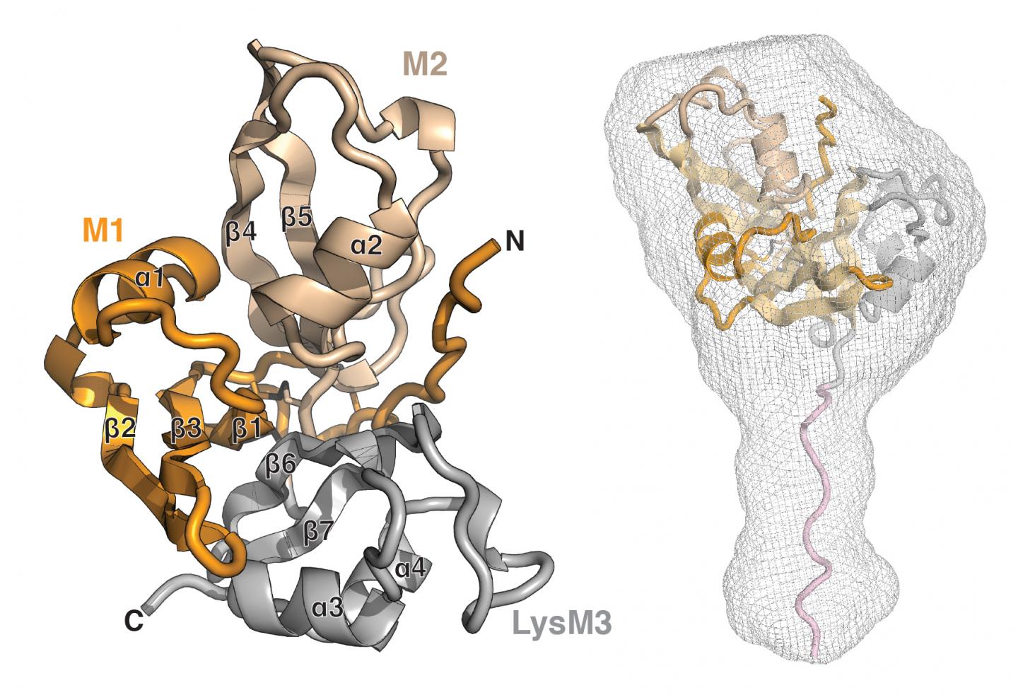 Crystal structure of an exopolysaccharide receptor