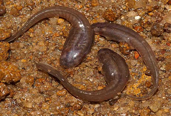 Indian Dancing Frog's Secretive Tadpoles Unearthed from Sand Beds (2 of 2)