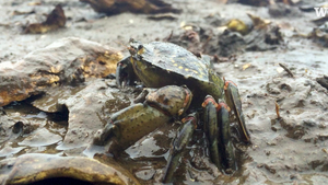 Invasive green crab video