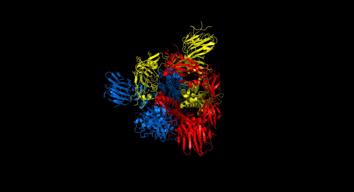 Top view of spike protein structure 6vyb