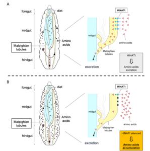 Concept of boosting the amino acid (AA) levels in the black soldier fly larvae (BSFL), Hermetia illucens.