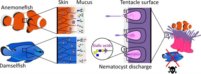 Reduced sialic acid levels help anemonefish avoid stings from sea anemones