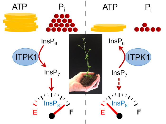 Plants convert their phosphate [IMAGE] EurekAlert! Science News Releases