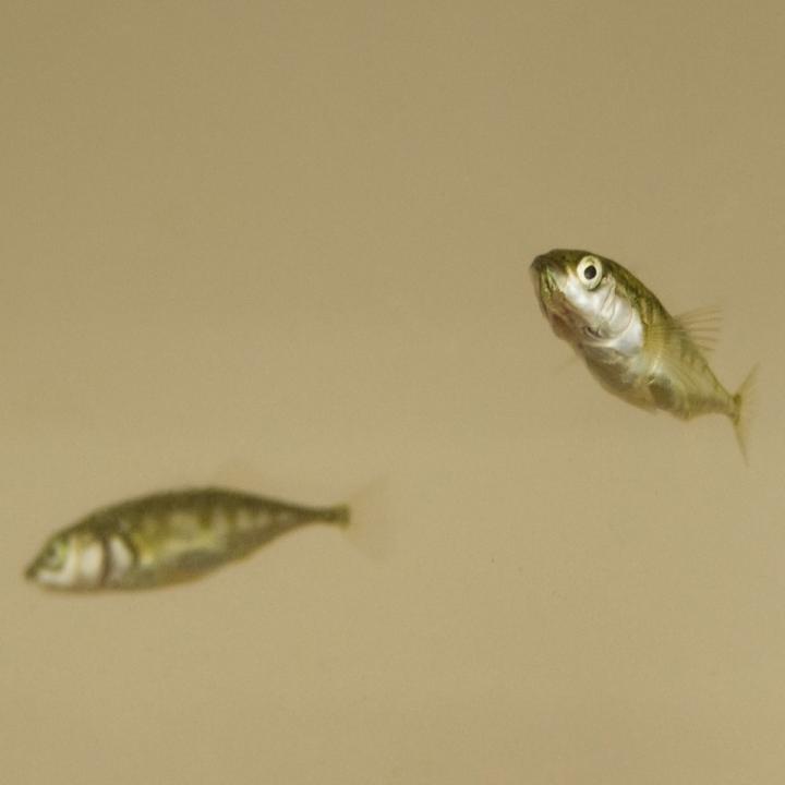 Stickleback Fish