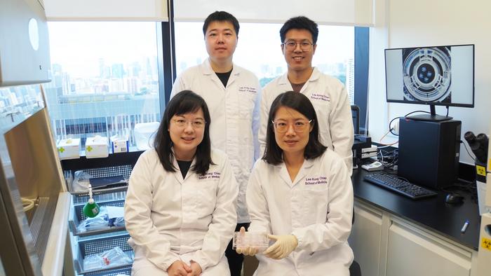 NTU Singapore scientists grow ‘mini kidneys,’ revealing new insights into metabolic defects and potential therapy for polycystic kidney disease