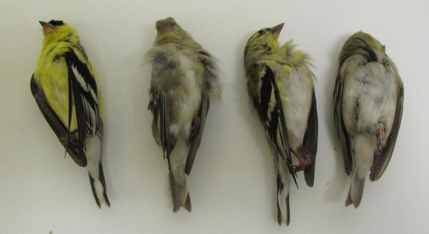 Goldfinches Collected from Modesto, Calif.