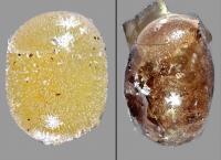 Non-Parasitized Vs. a Parasitized Bagrada Bug Egg