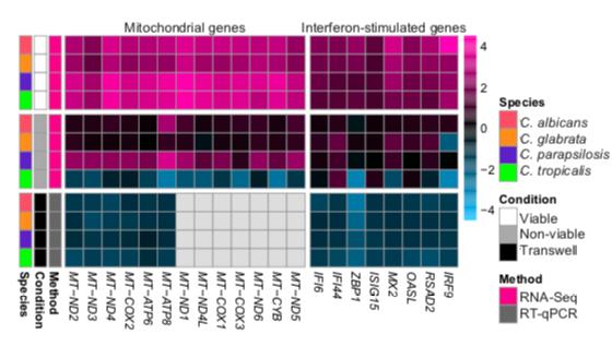 Gene expression in human epithelial cells in response to infection with Candida species.