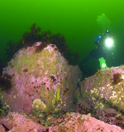 Thick Crusts of the Sea-Floor Red Alga <i>Clathromorphum</i>