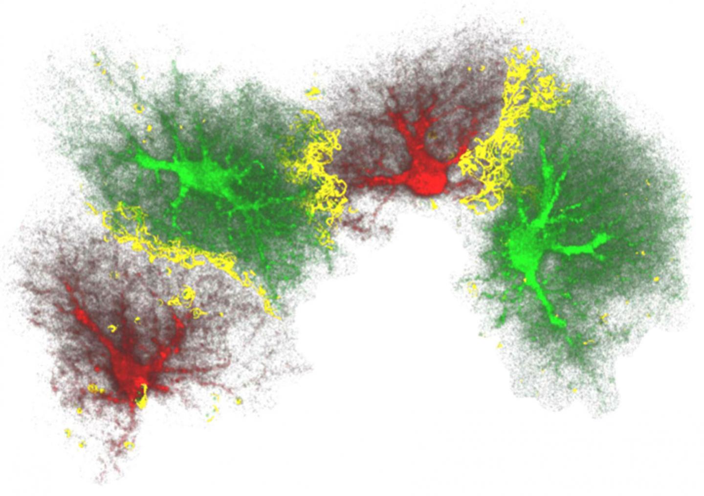 Astrocytes