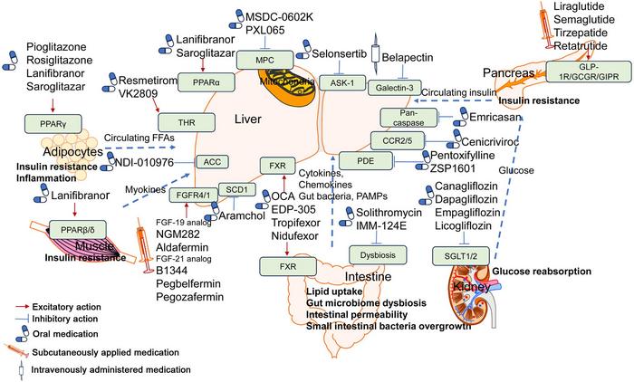 Potential candidates for MASLD and their mechanisms of action