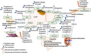 Potential candidates for MASLD and their mechanisms of action