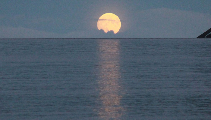 Moonlight plays an important role in synchronizing the reproductive cycles of marine life.