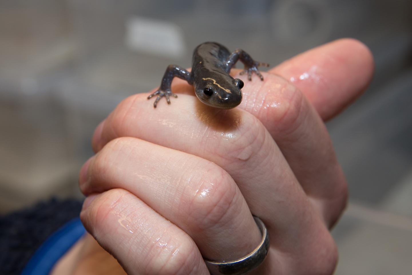 Unisexual Salamander Image Eurekalert Science News Releases