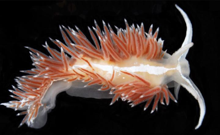 <i>Gulenia orjani</i>, a Sea Slug Discovered by a Norwegian Diver