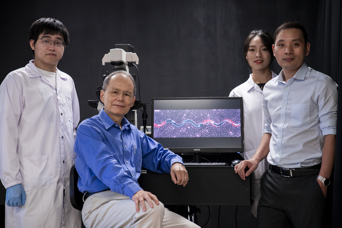 NTU Singapore scientists discover why wavy wounds heal faster than straight wounds