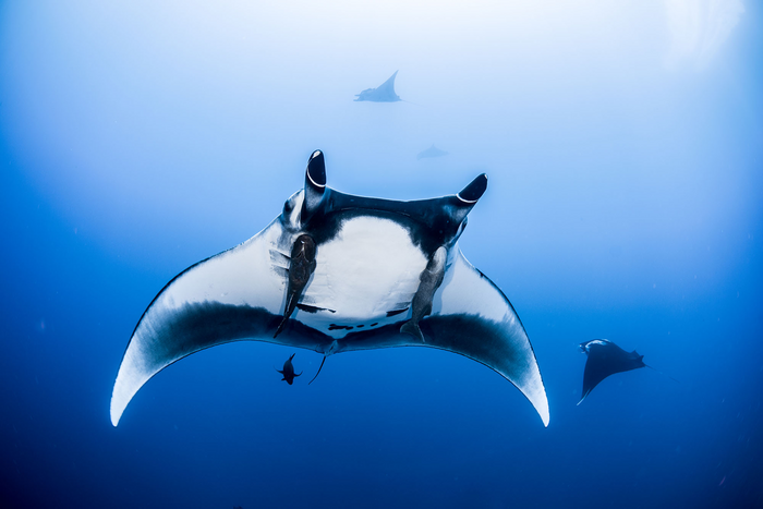 RS990_DSC_8489_© Chris Vaughan-Jones_light