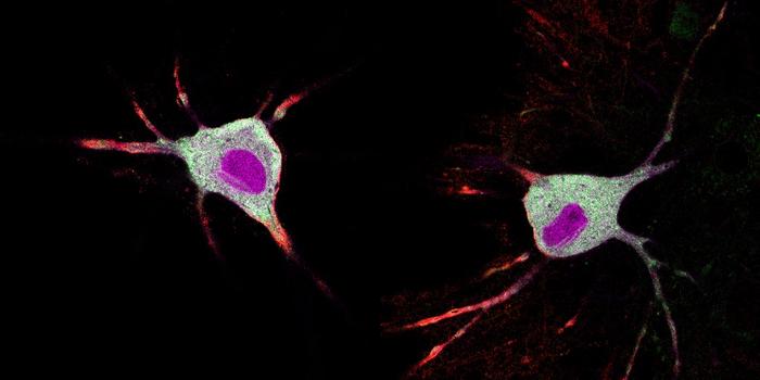 New Method Tracks How Psychedelics Affect Neurons in Minutes