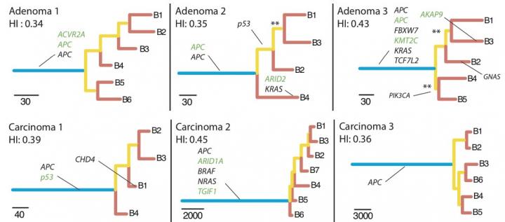 Adenomas and Cancers Showed Very Different Family Trees