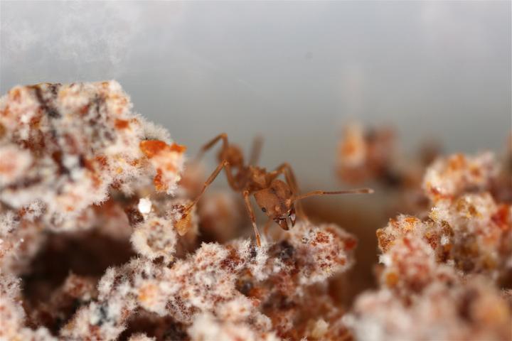 Fungus-Growing Ant from Genus <em>Trachymyrmex</em>