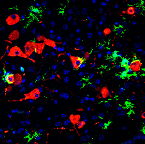 Scientists Develop First Lethal Hamster Model for COVID-19