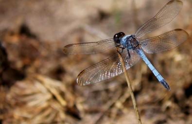 Researchers Identify New Species of Dragonfly in Brazil