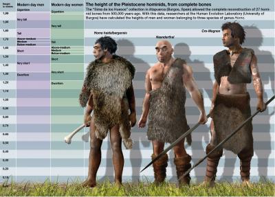 The Height of the Pleistocene Hominids, from Complete Bones