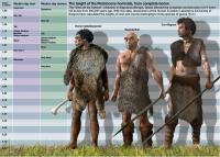 The Height of the Pleistocene Hominids, from Complete Bones