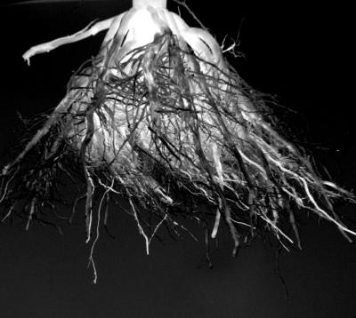 U of I Researchers Unlock Secrets of Corn Roots