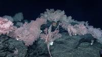 Pink Coral At Depth