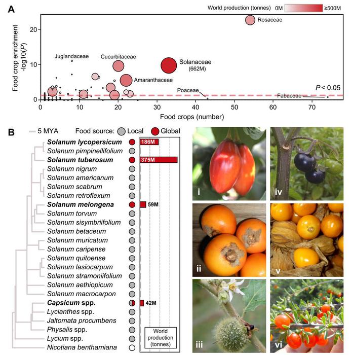 Overrepresentation of Solanaceae species used for food.