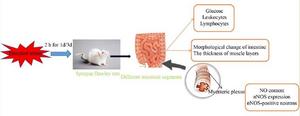 How does transport stress affect intestinal health in animals?