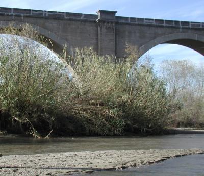 Invasive Plants near River