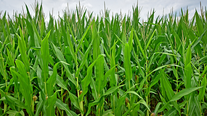 Crop Insurance and Unintended Consequences