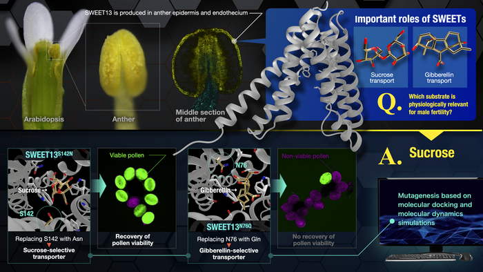 Unraveling the selective transport of sugar and hormone that underlies male fertility in plants