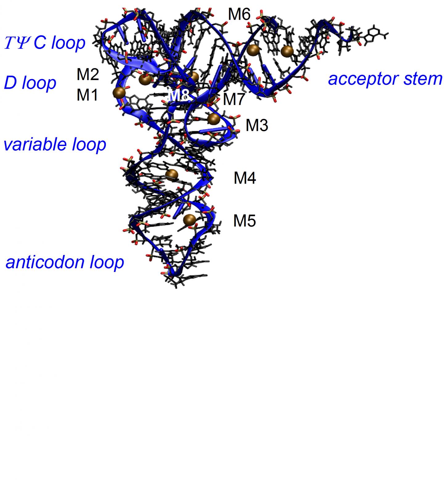 Figure 1. Tertiary molecular structure of transfer RNA from yeast which encodes the amino acid phenylalanine.