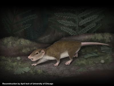 Fossil Reconstruction