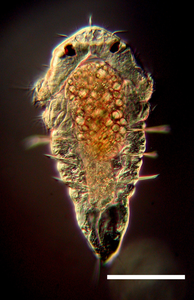 Tubeworm larva