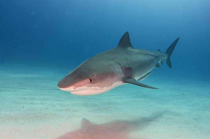 Tiger Shark At Tigerbeach Bahamas