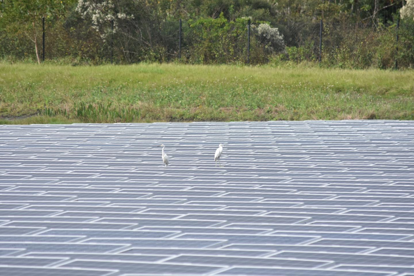 Two egrets on floatovoltaics