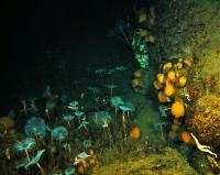 Antarctic Underwater Ecosystem
