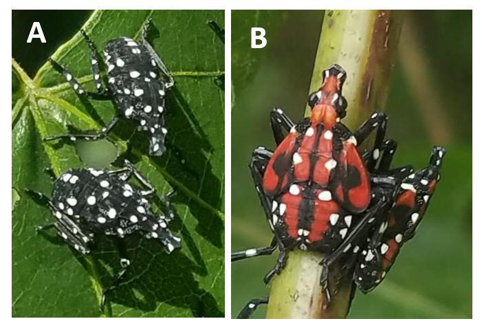 Spotted Lanternflies Change Color with Age