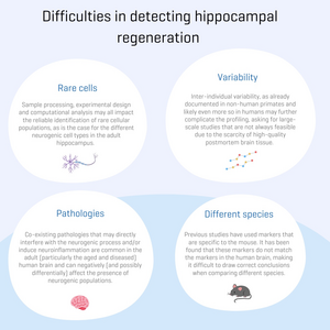 Difficulties in detecting hippocampal regeneration