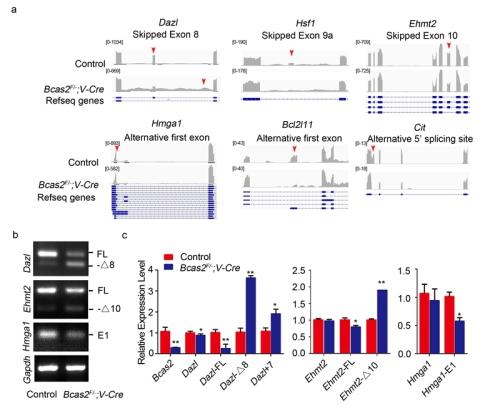 CAS Scientists Discover BCAS2 Involved in Alternative mRNA Splicing in Spermatogonia and the Transition to Meiosis