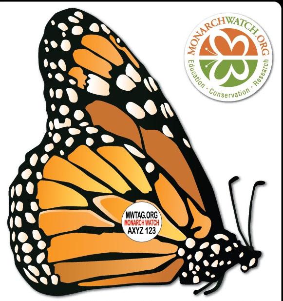 A monarch butterfly tag